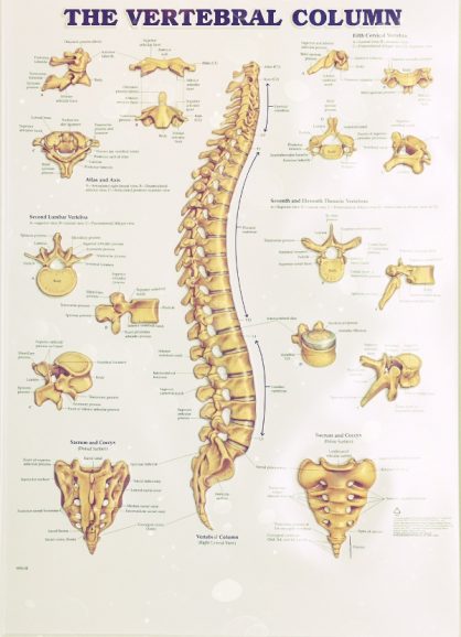 vertebral_column